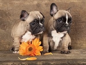 two cute bulldog puppies pose for a picture