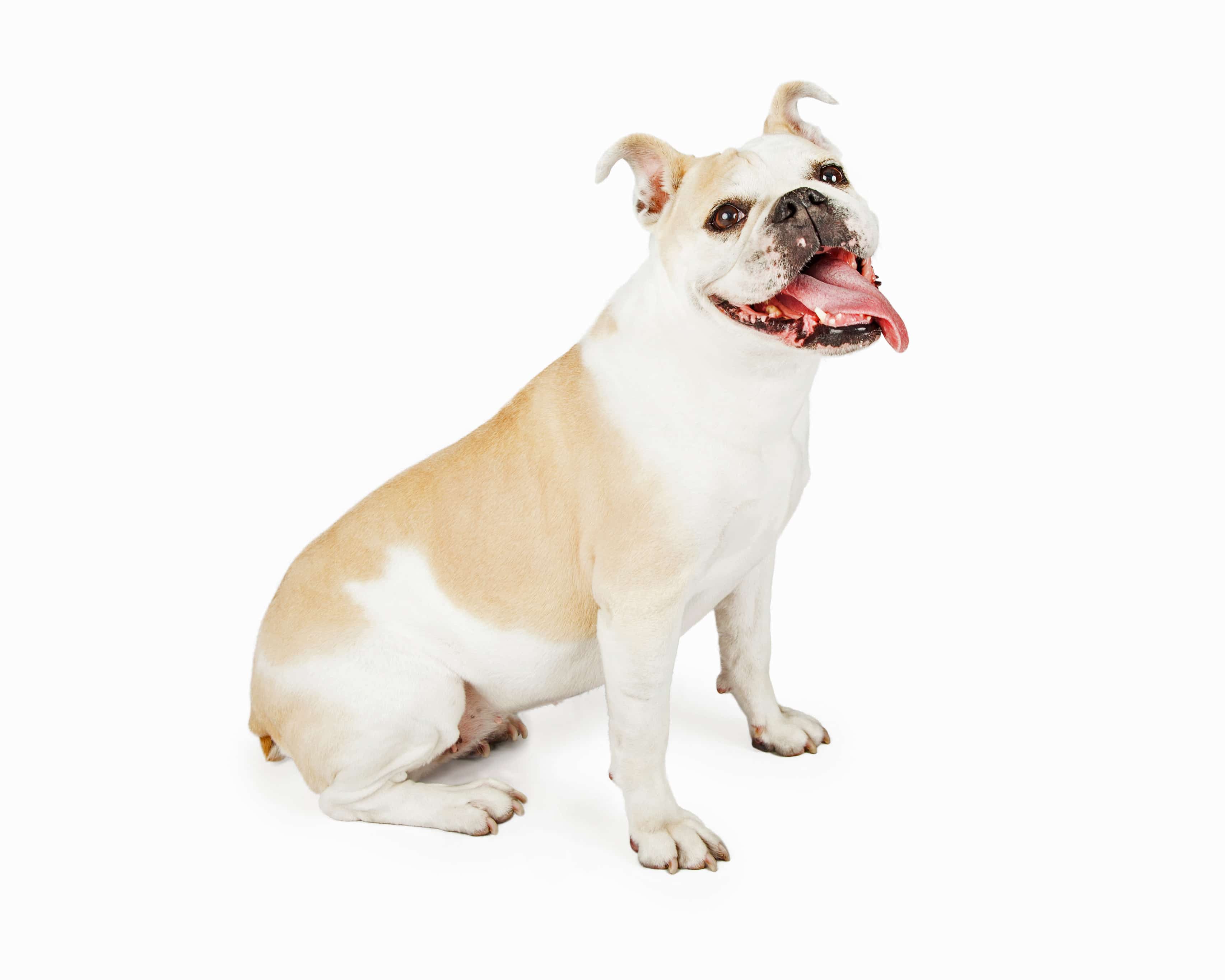 A happy and smiling Bulldog sitting at an angle with its tongue hanging out of its mouth.