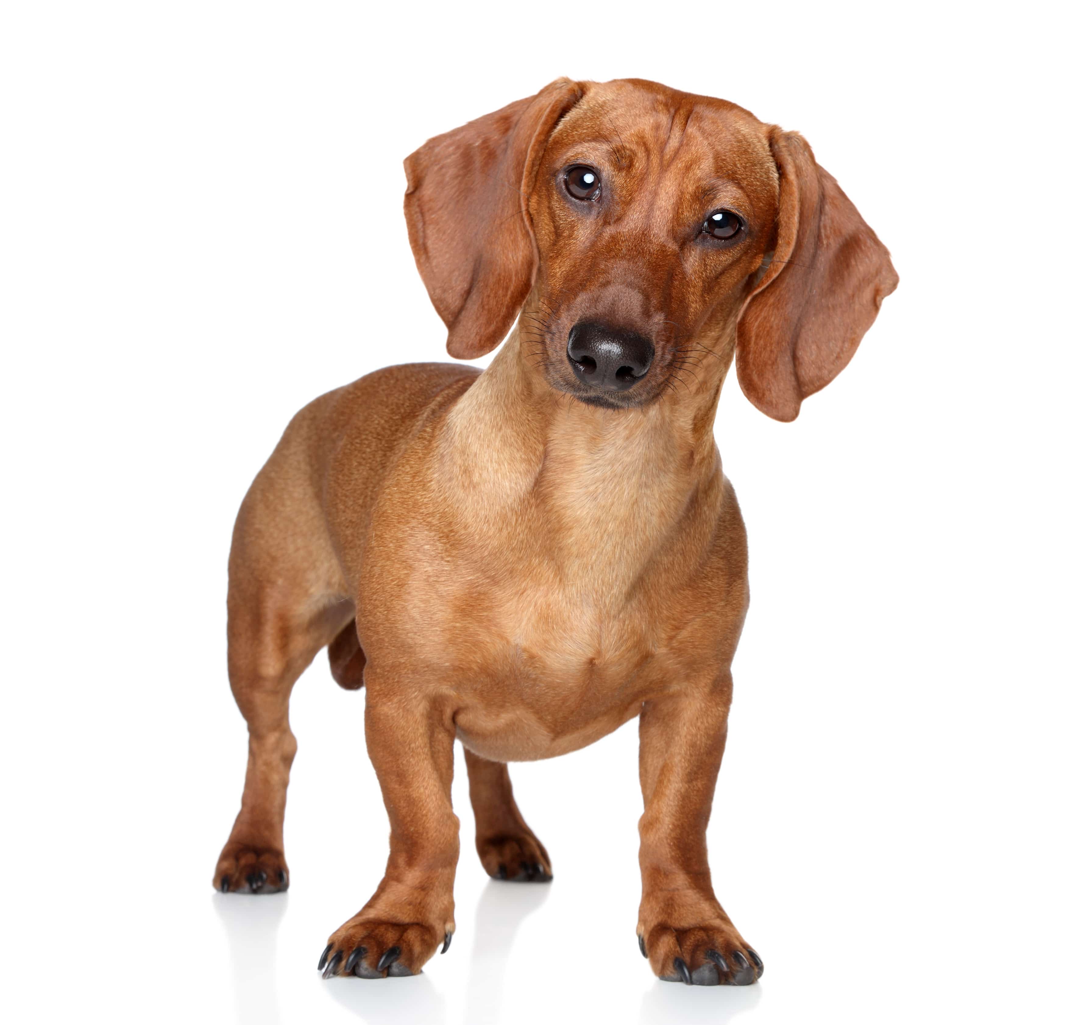 Brown dachshund stand on a white background