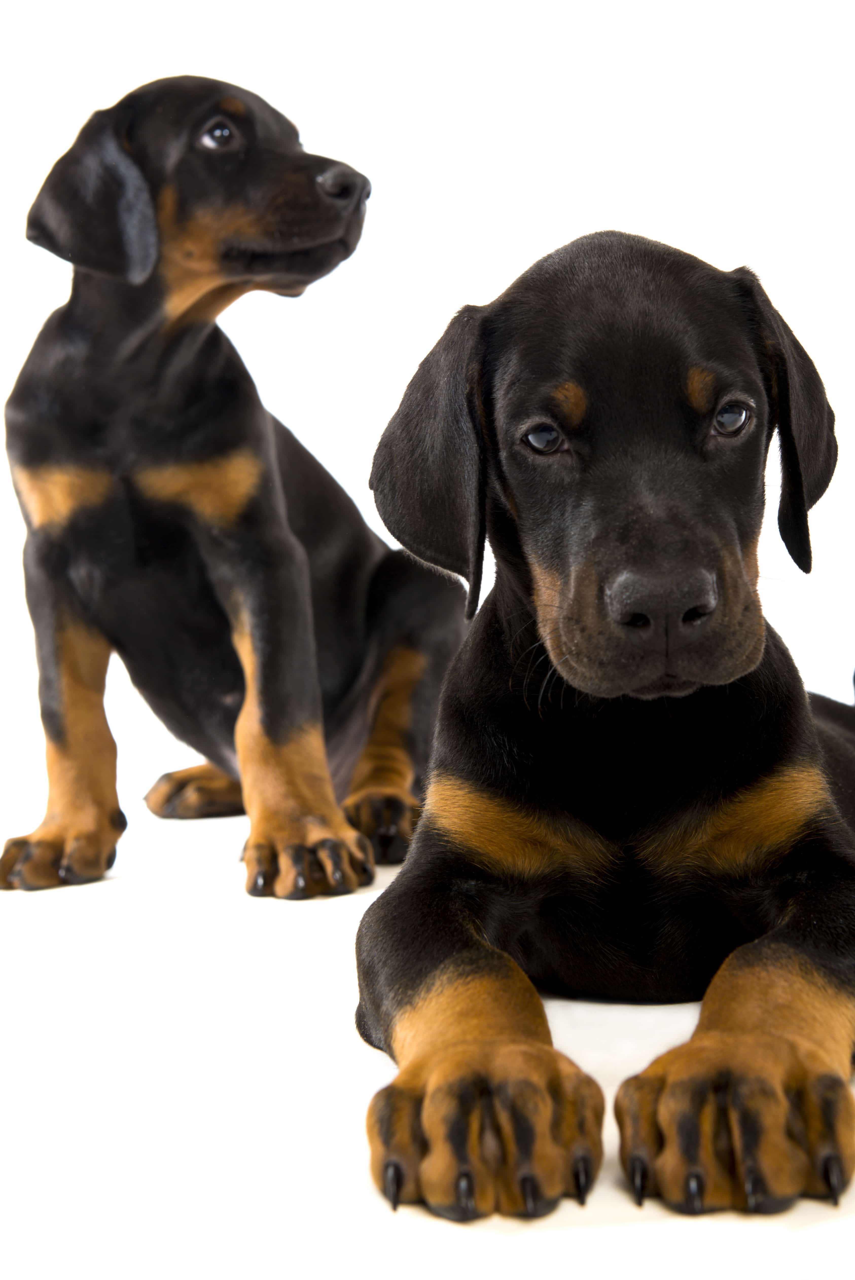 doberman pincher puppies isolated on white background