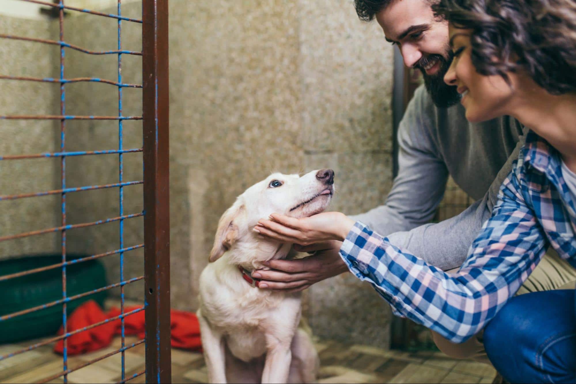 A couple meets a potential dog they will adopt into their home. Read about tips to make a rescue shelter adoption successful for you and the dog here.