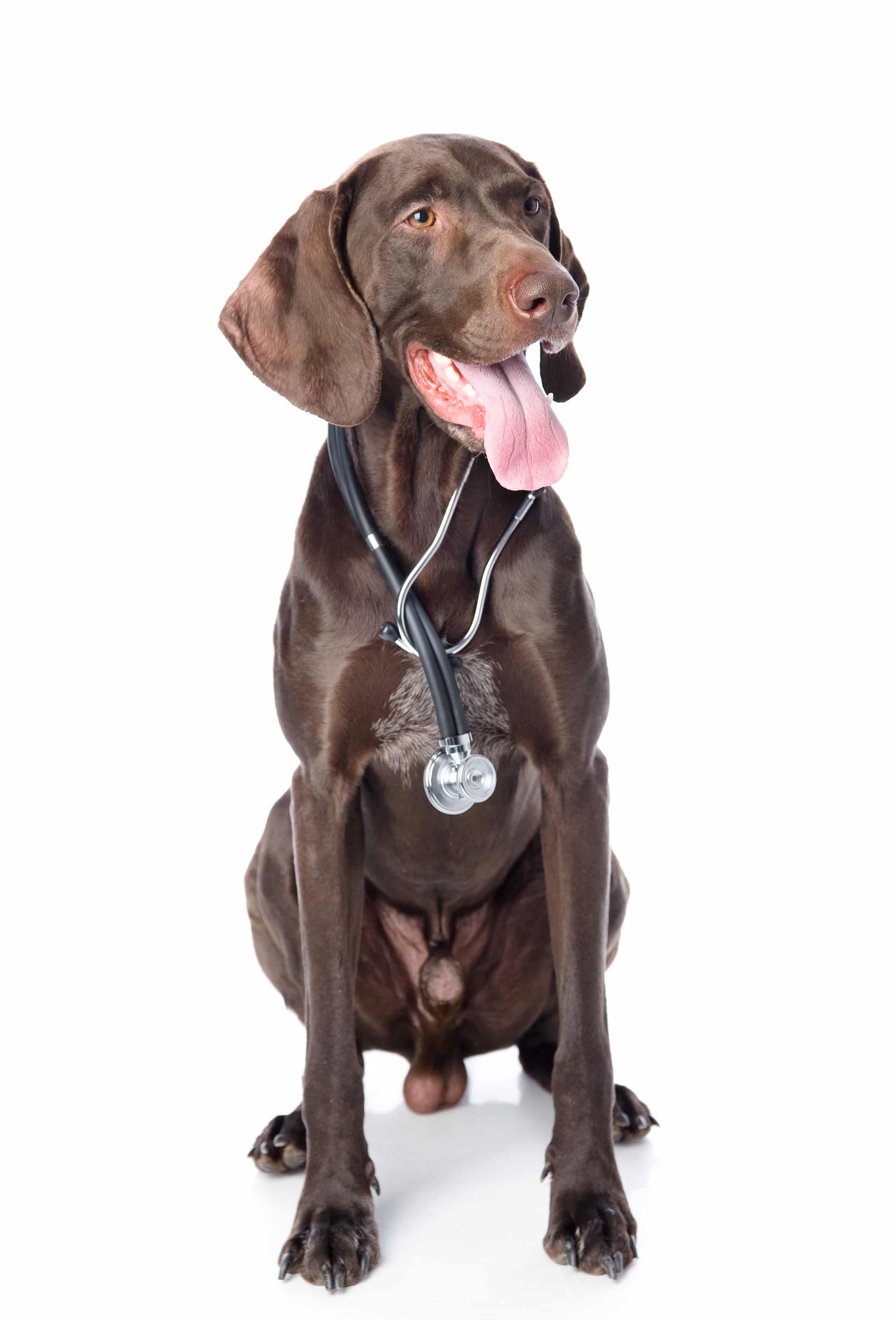 German Shorthaired Pointer with a stethoscope on his neck.