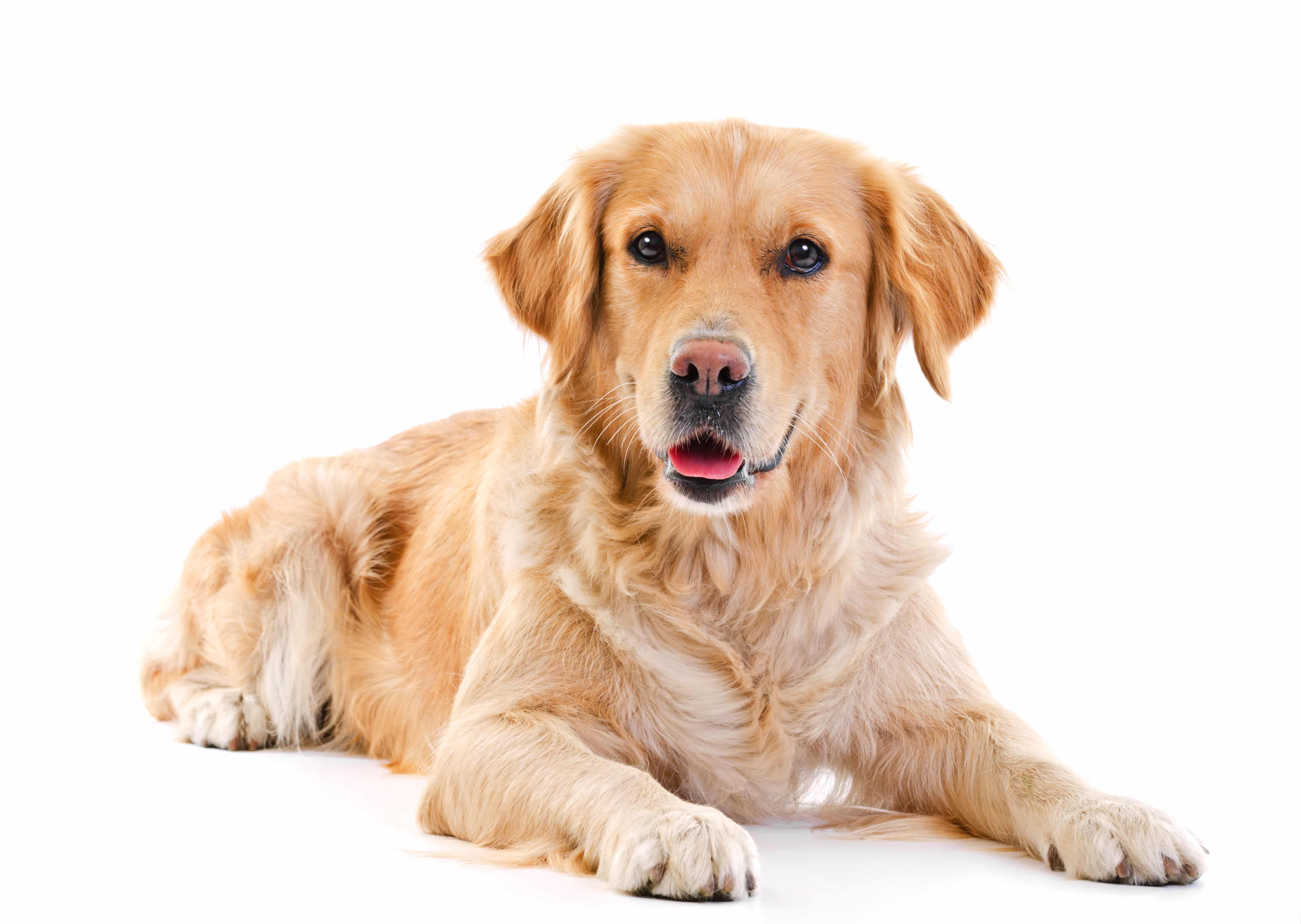 golden retriever dog laying over white background