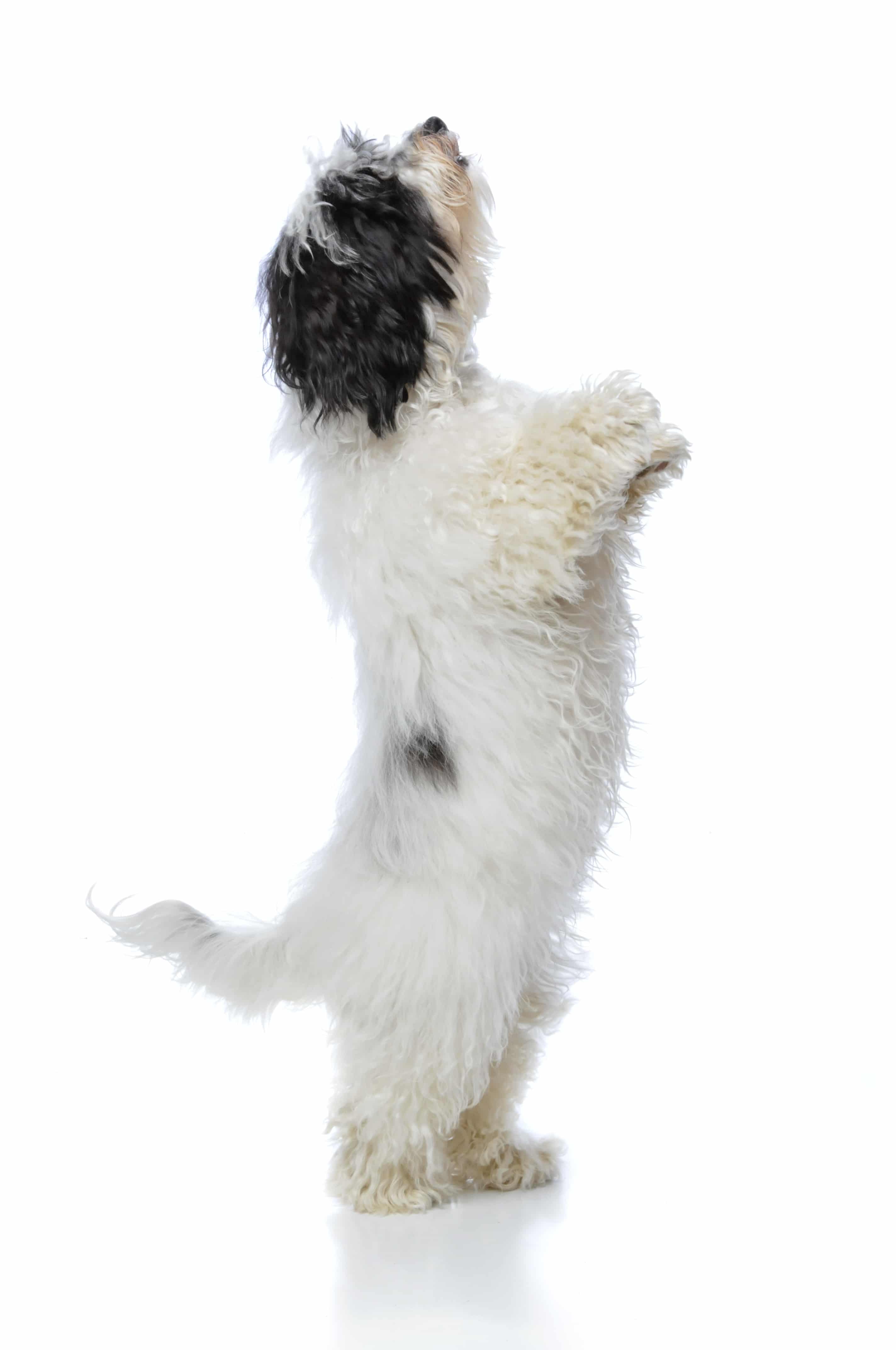 Havanese dog standing on his hind legs isolated on a white background