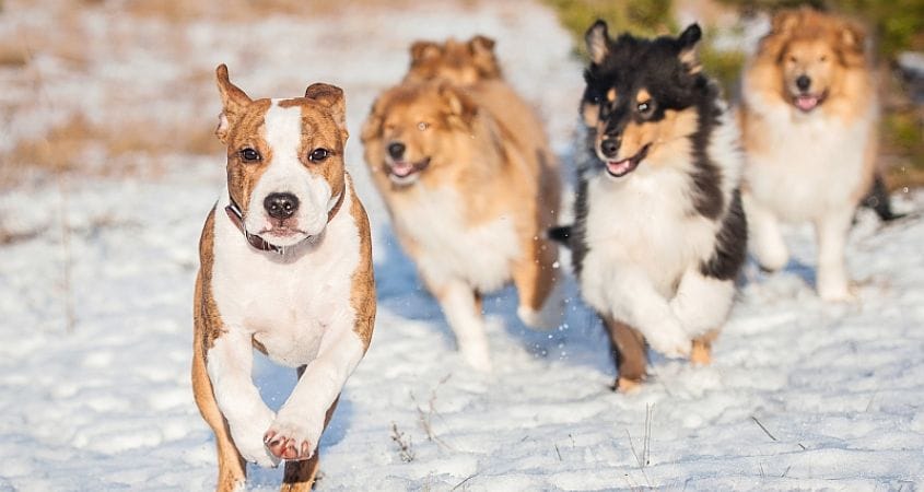 dogs running in the snow, there are natural leaders and followers