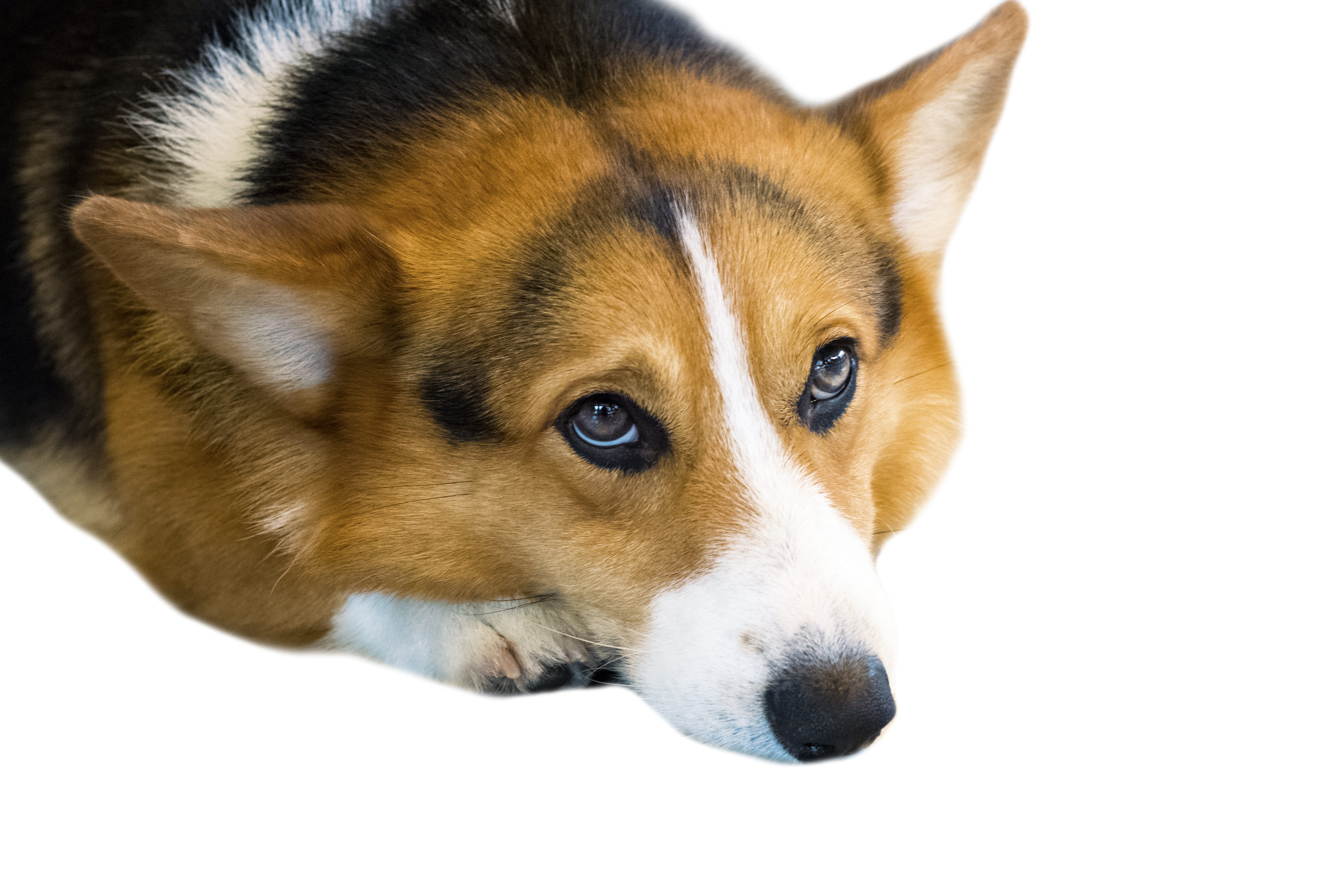 Pembroke Welsh Corgi isolate on background,front view , technical cost-up.
