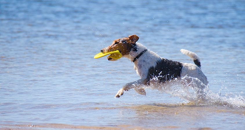 A dog enjoys playtime at the beach.