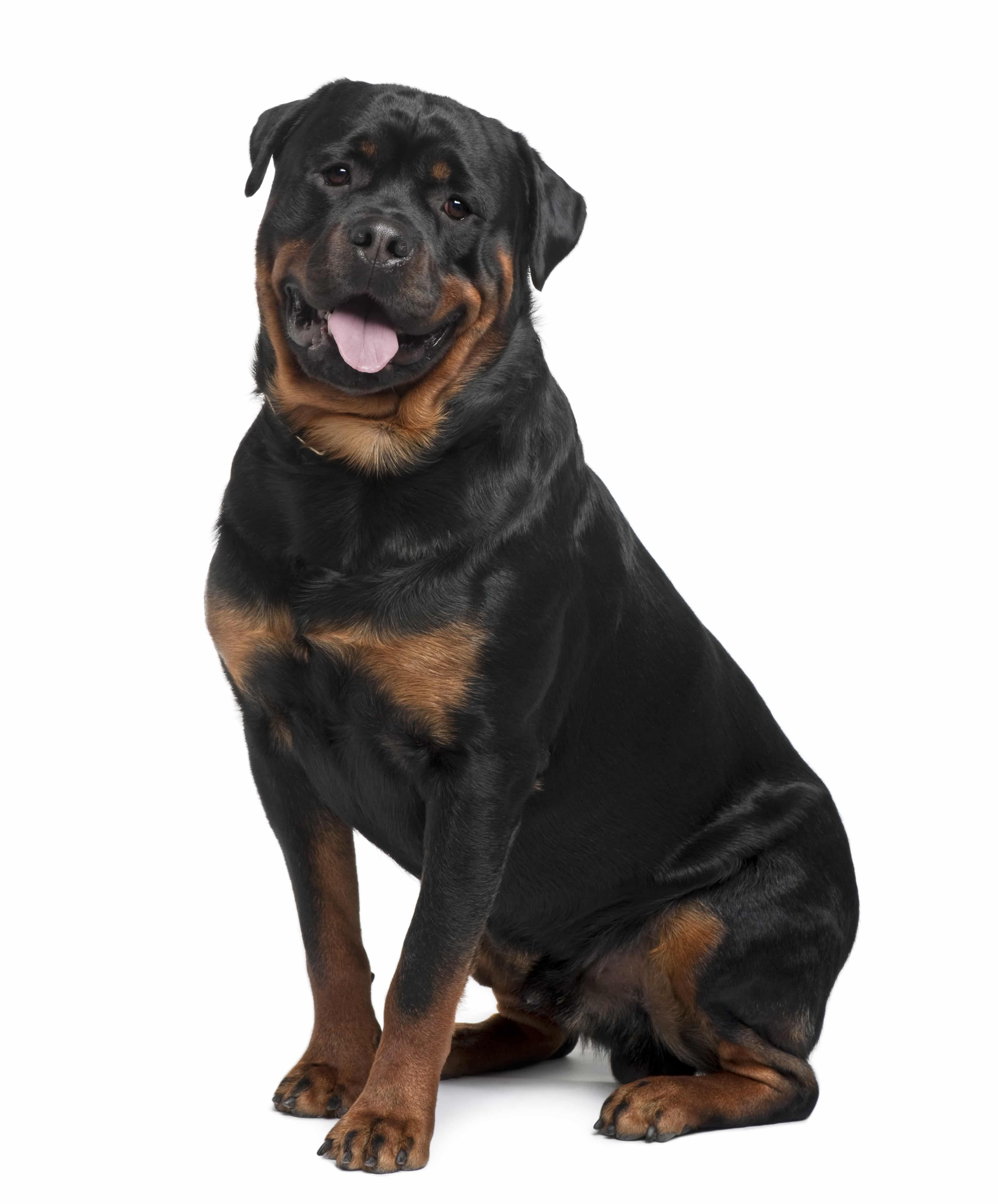 Rottweiler, 2 years old, sitting in front of white background