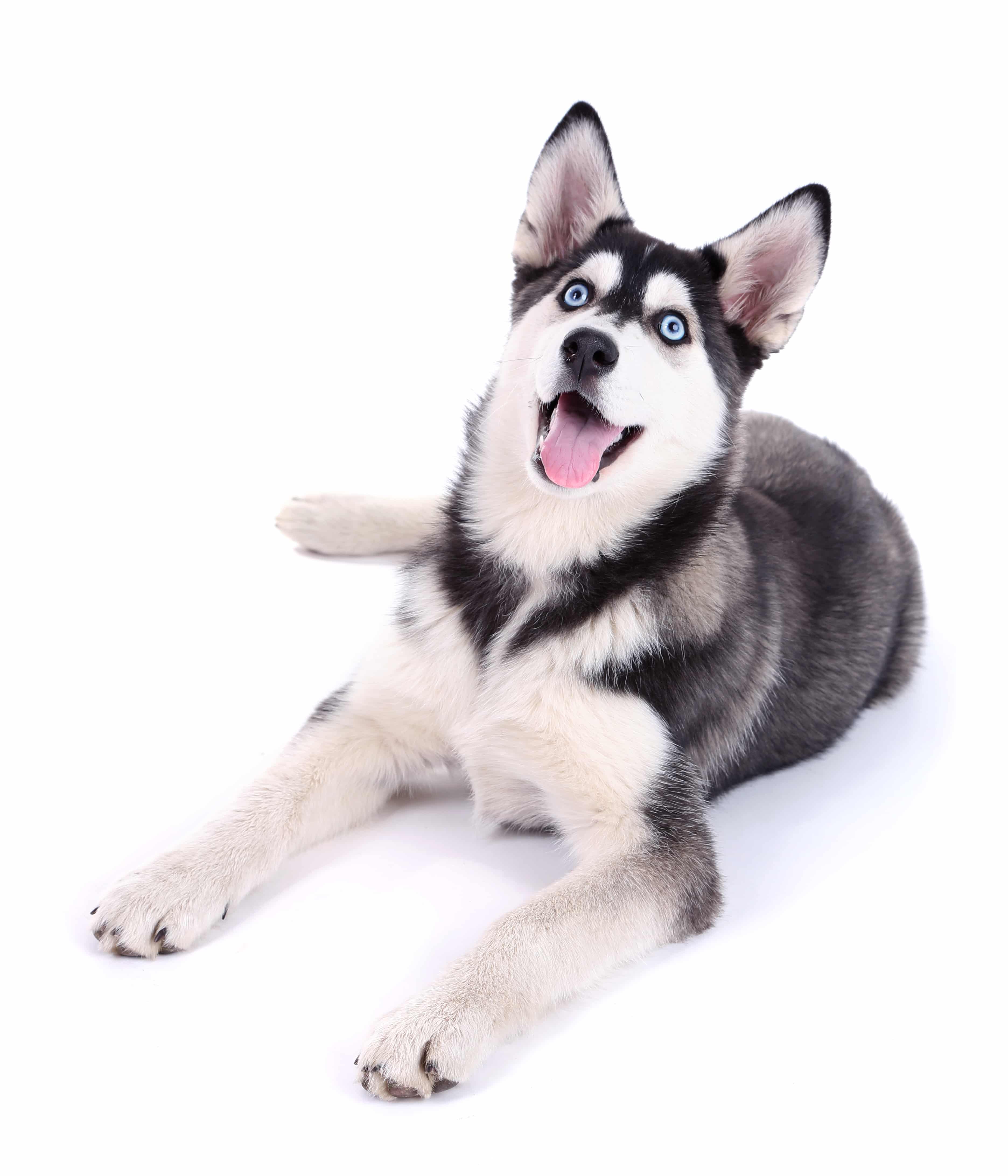 Beautiful cute husky puppy, isolated on white