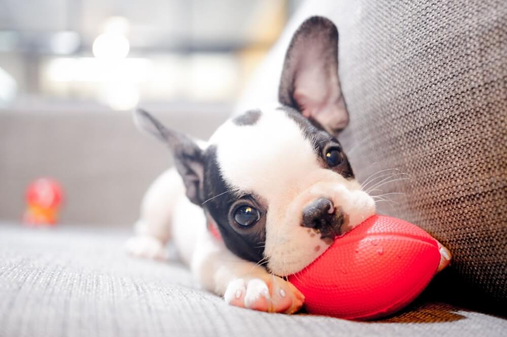 A puppy chews on a football toy. This article gives tips and points to consider when exercising your four-legged friend. Read here for all the details.